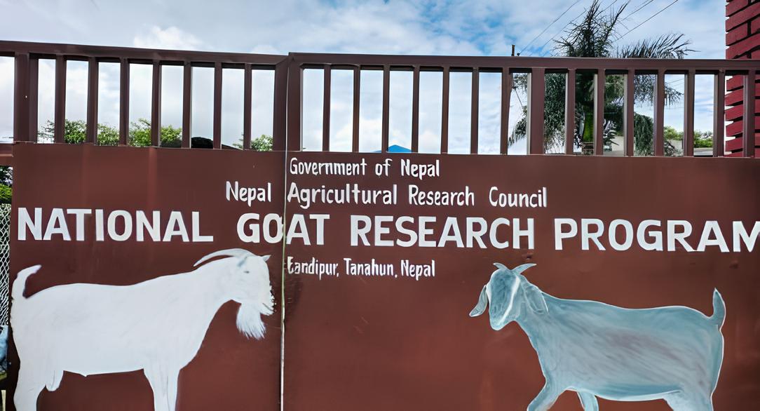 GOAT FARM